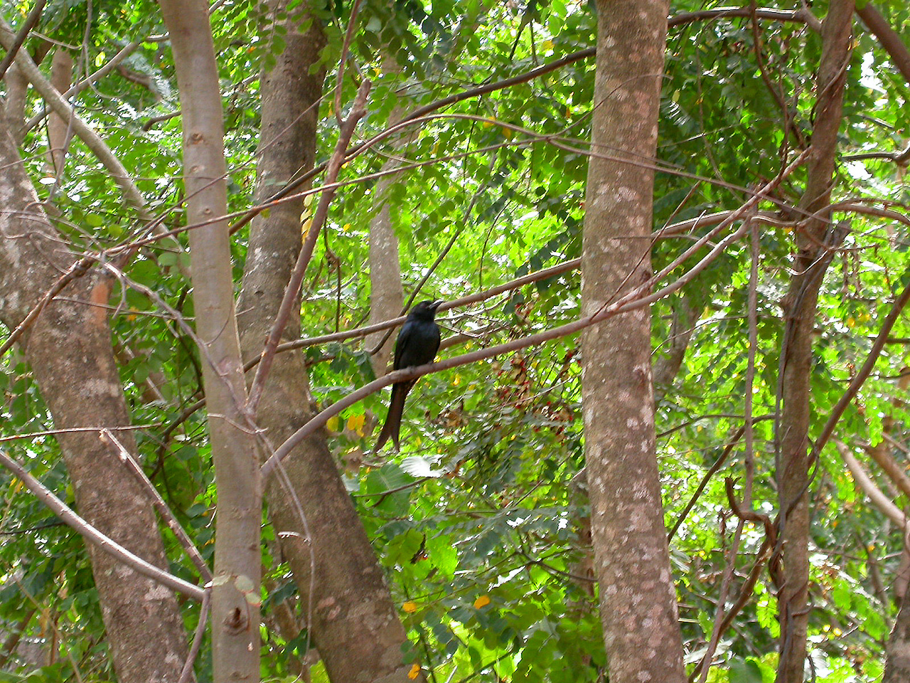 Dicrurus forficatus forficatus Dicrurus forficatus forficatus